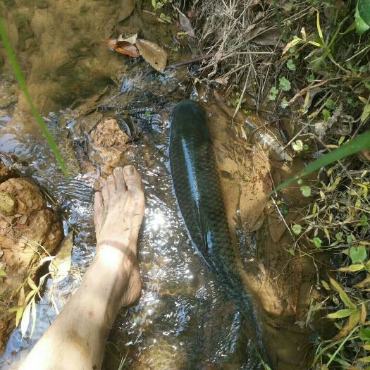 贺州山泉草鱼  优质草鱼出售清水养殖