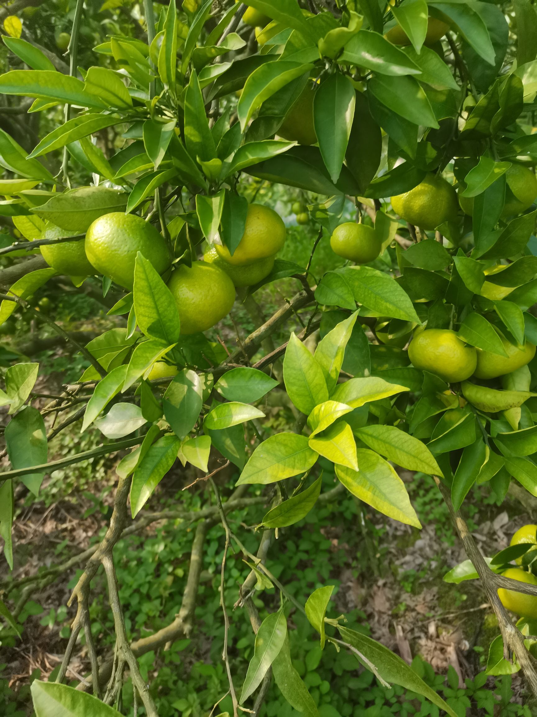 金堂蜜柑，酸甜可口，