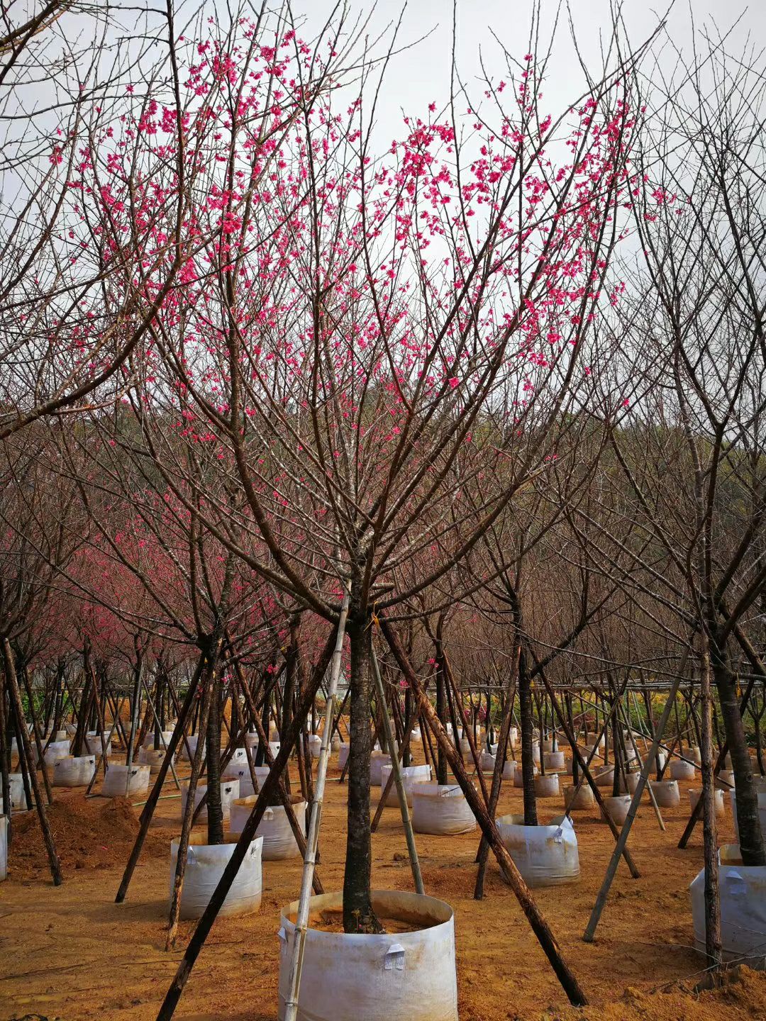  福建山樱花胸径4公分到23公分福建漳州苗木基地