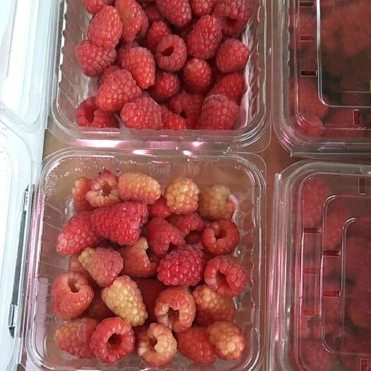 沈阳红树莓  新鲜树莓水果产地现摘现发产地直销覆盆子鲜果批发零售高铁发货