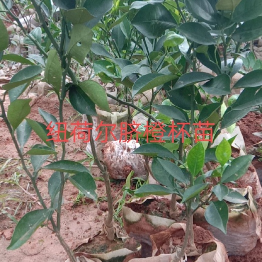 简阳市纽荷尔脐橙苗 纽荷尔脐橙杯苗