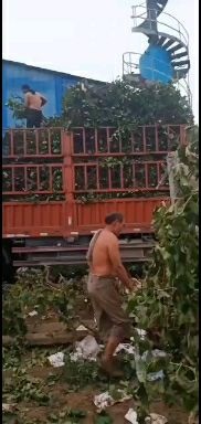 洛阳巨峰葡萄苗 占地用葡萄树，开始上货了，根系好，树型直，价格低