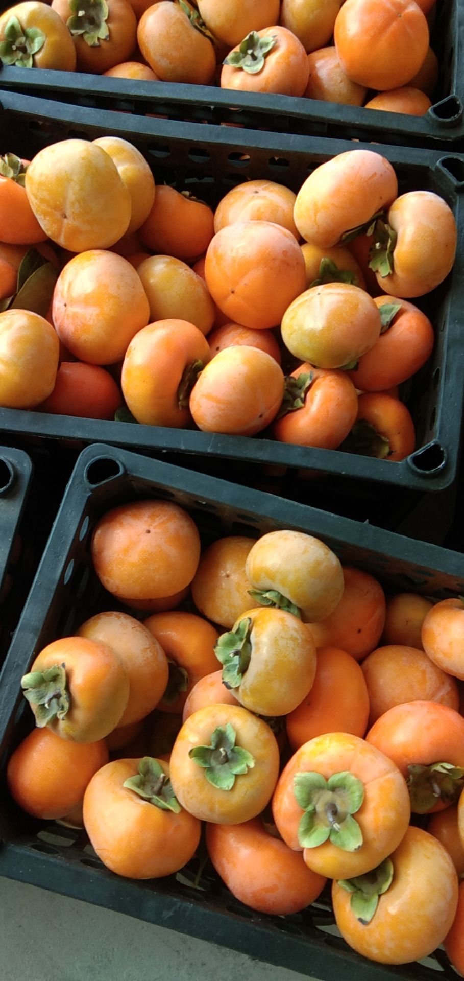  磨盘柿子即将上市