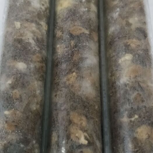 绵阳羊肚菌菌种  羊肚菌源头麦粒母种