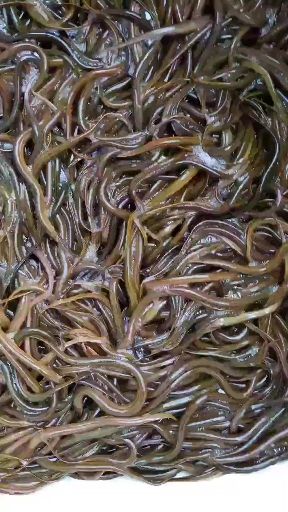 华丰9号黄鳝苗  ，正大九号黄鳝苗。
