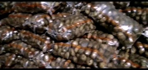 荷兰15  内蒙土豆黄皮黄心，品种齐全质优价廉