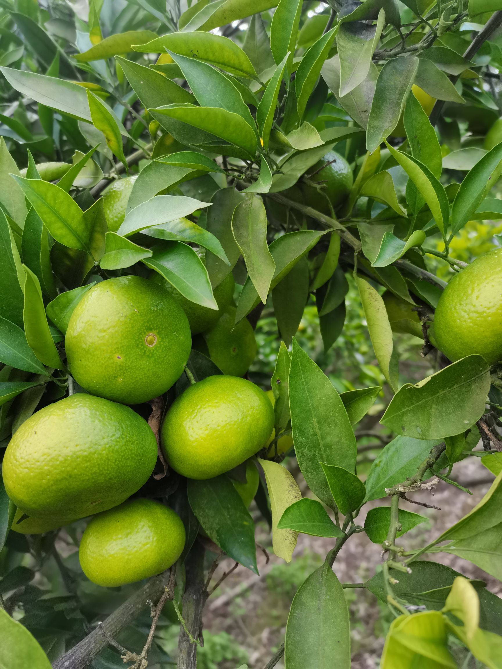 金堂蜜柑，酸甜可口，