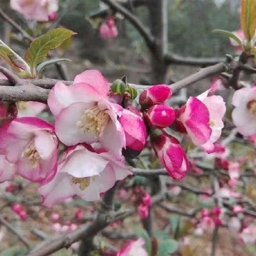 长阳县正宗无籽皱皮木瓜苗 药用木瓜苗 无籽药用木瓜苗