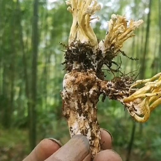 隆回县蝉蜕 山区金蝉花直销