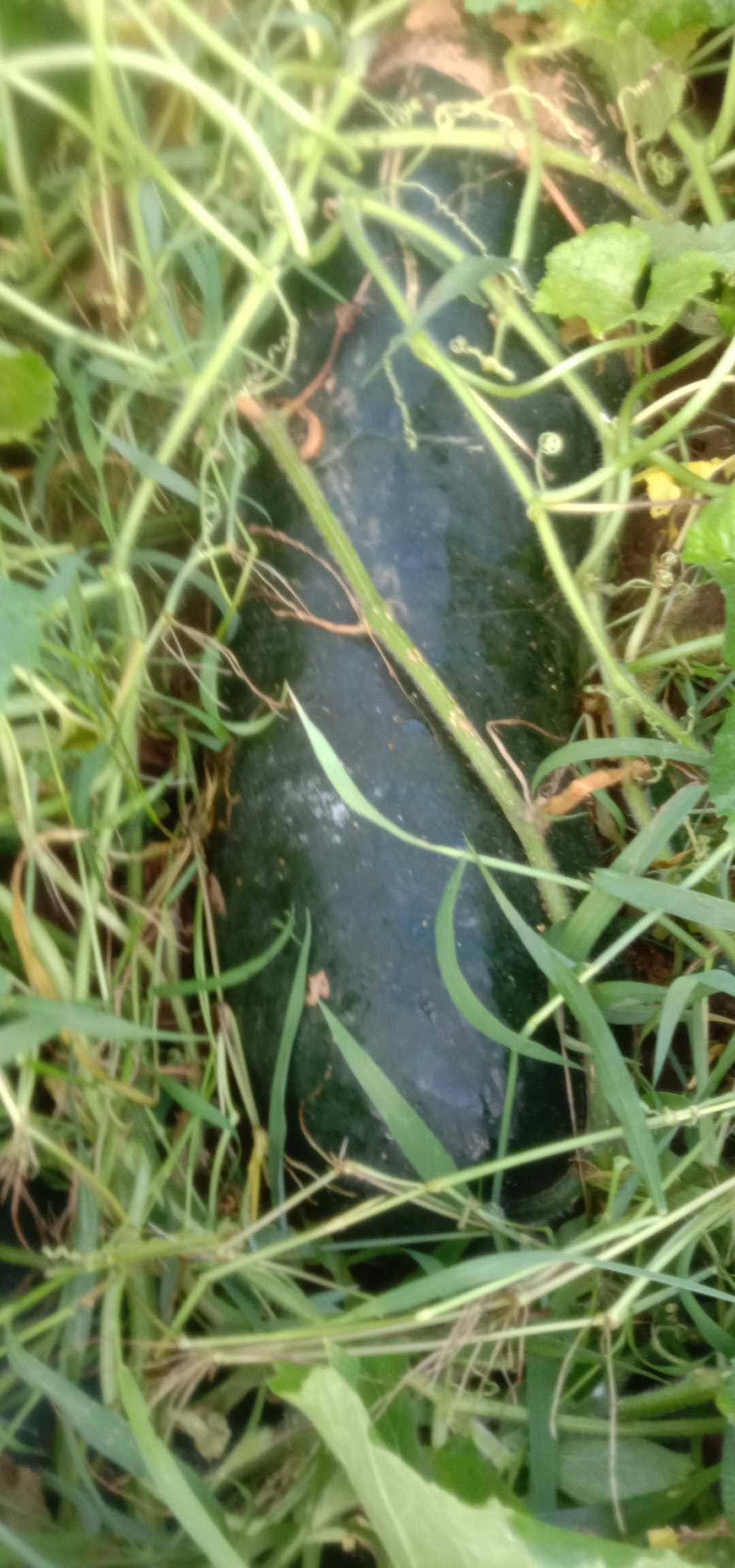 黑皮冬瓜优质货，欢迎前来考察