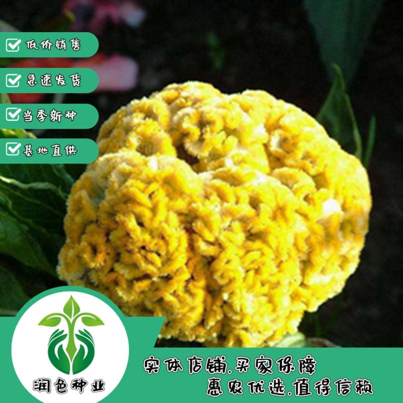 鸡冠花种子四季种易活冠状鸡冠花种子羽状鸡冠花庭院室外花籽包邮