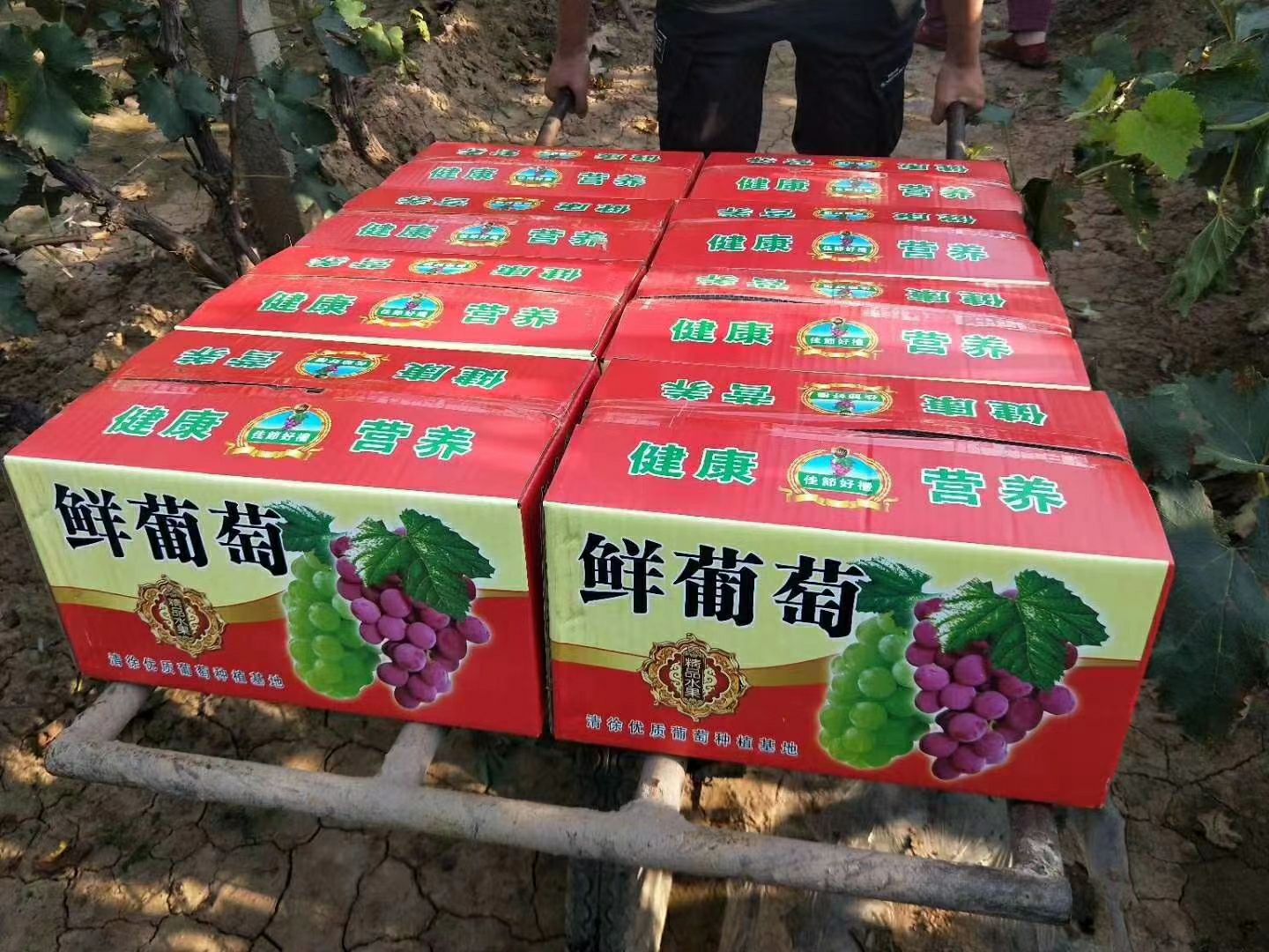 巨峰葡萄  清徐葡萄，天然无公害，可到地里自己采购