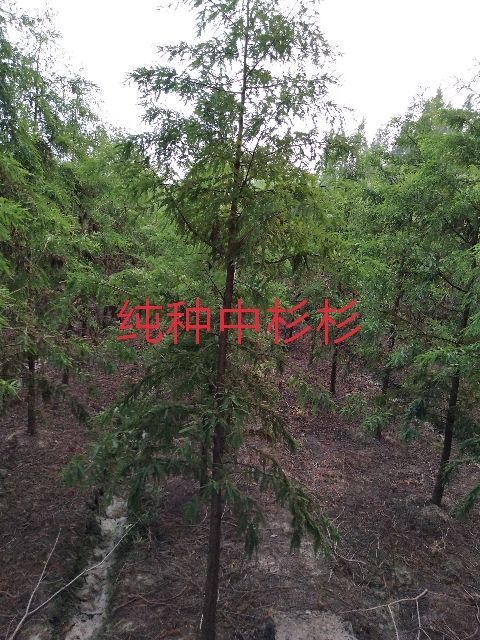 桐乡市118中山杉 中山杉