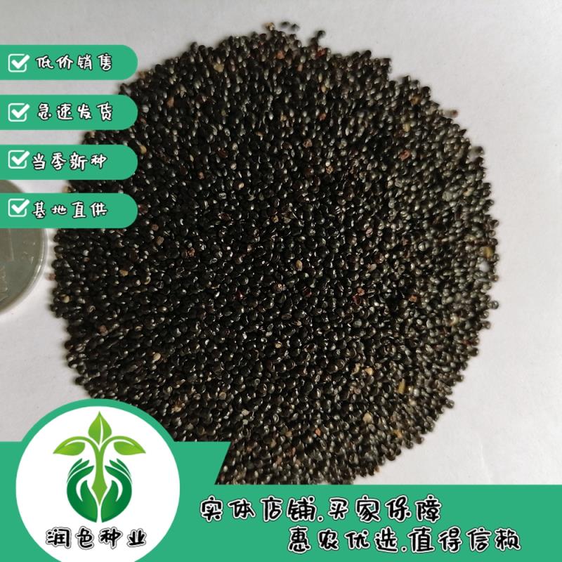 鸡冠花种子四季种易活冠状鸡冠花种子羽状鸡冠花庭院室外花籽包邮