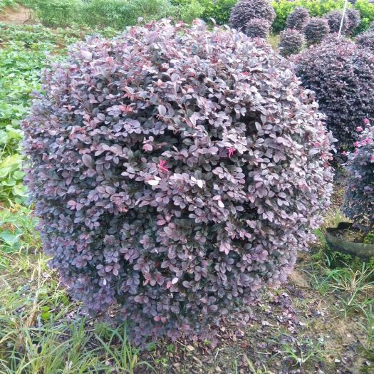桂林大叶红 精品红继50-1.2