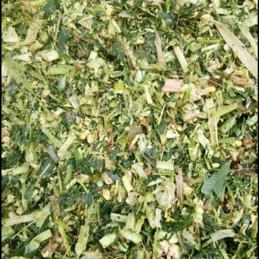 郓城县全株玉米青贮 玉米整株青储，秸秆青储，鲜玉米颗粒