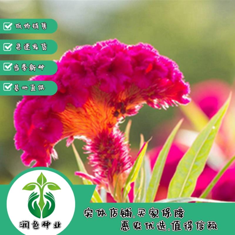 鸡冠花种子四季种易活冠状鸡冠花种子羽状鸡冠花庭院室外花籽包邮