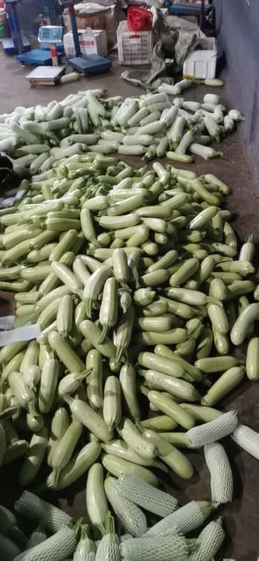 广饶县亚利山大  西葫芦大量上市