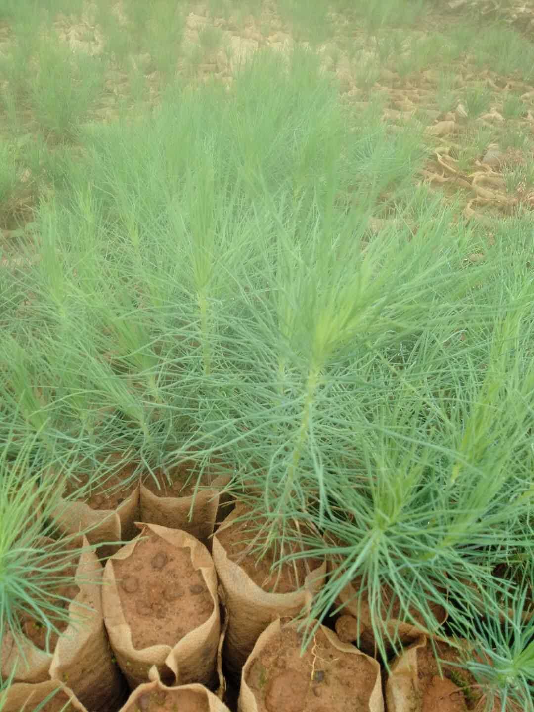 云南松小袋苗，是无纺布袋，种植不用撕袋，成活率很高