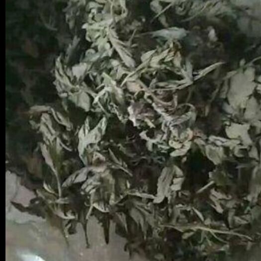 平昌县 艾草种植基地500亩