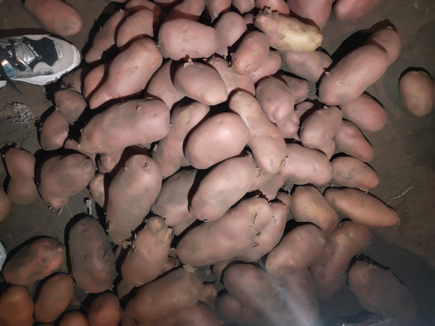 红美人土豆