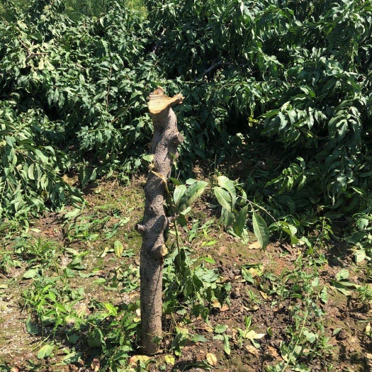 嫁接桃树苗  占地桃树5-10公分，接花桃树8-10公分