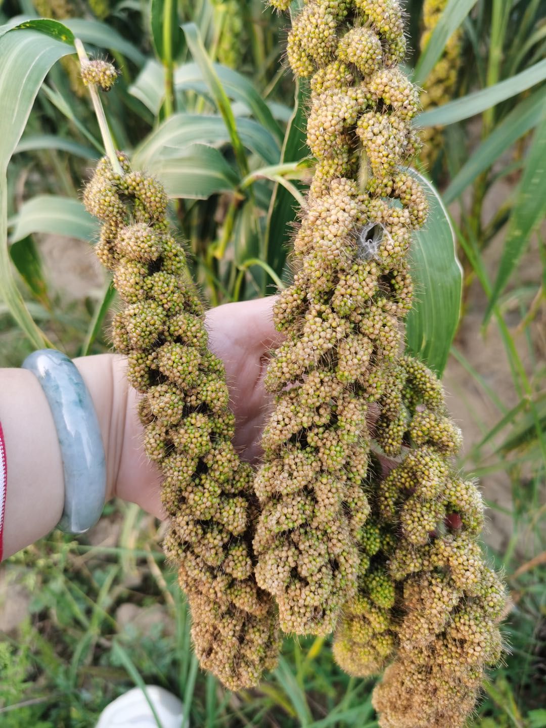  2020新品上市黄小米月子辅食煮粥