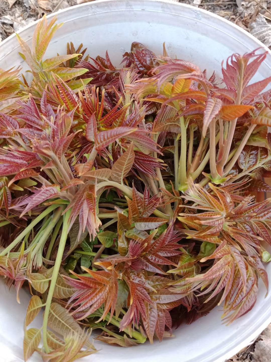 红油香椿苗，自产自销，培育入大棚露天种植的红油香椿苗。