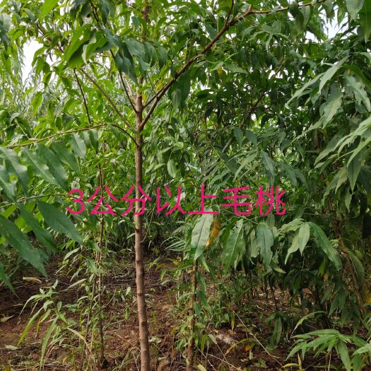 赞皇县山杏苗  山桃树
