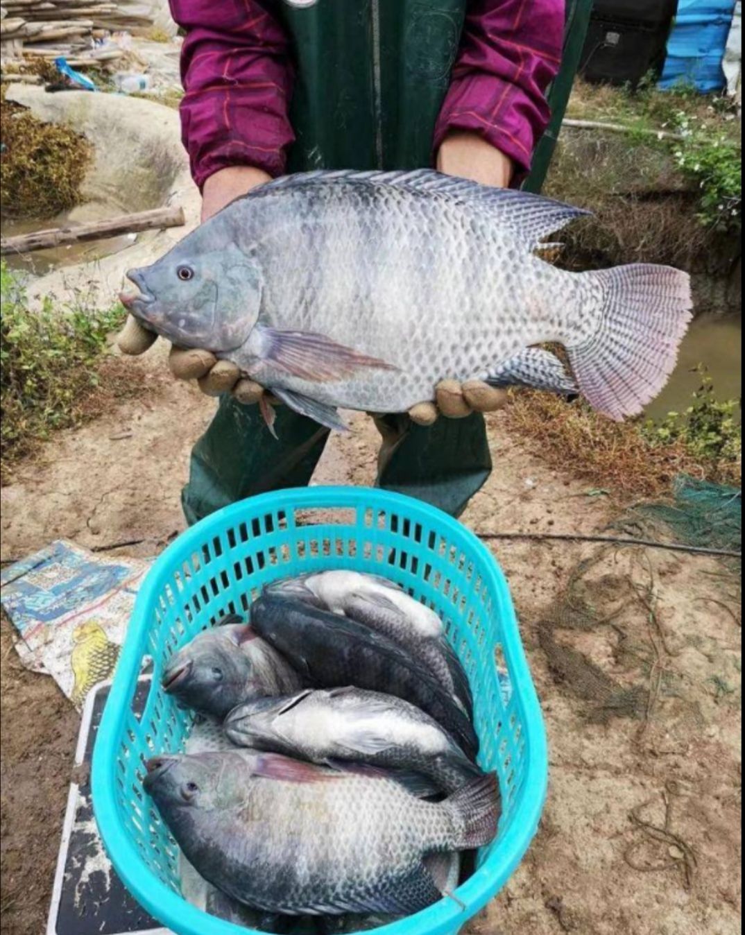 基地直销头批新苗上市了快大罗非鱼苗 ，宝路罗非鱼苗，海南1号