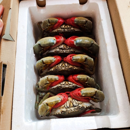 三门县三门青蟹