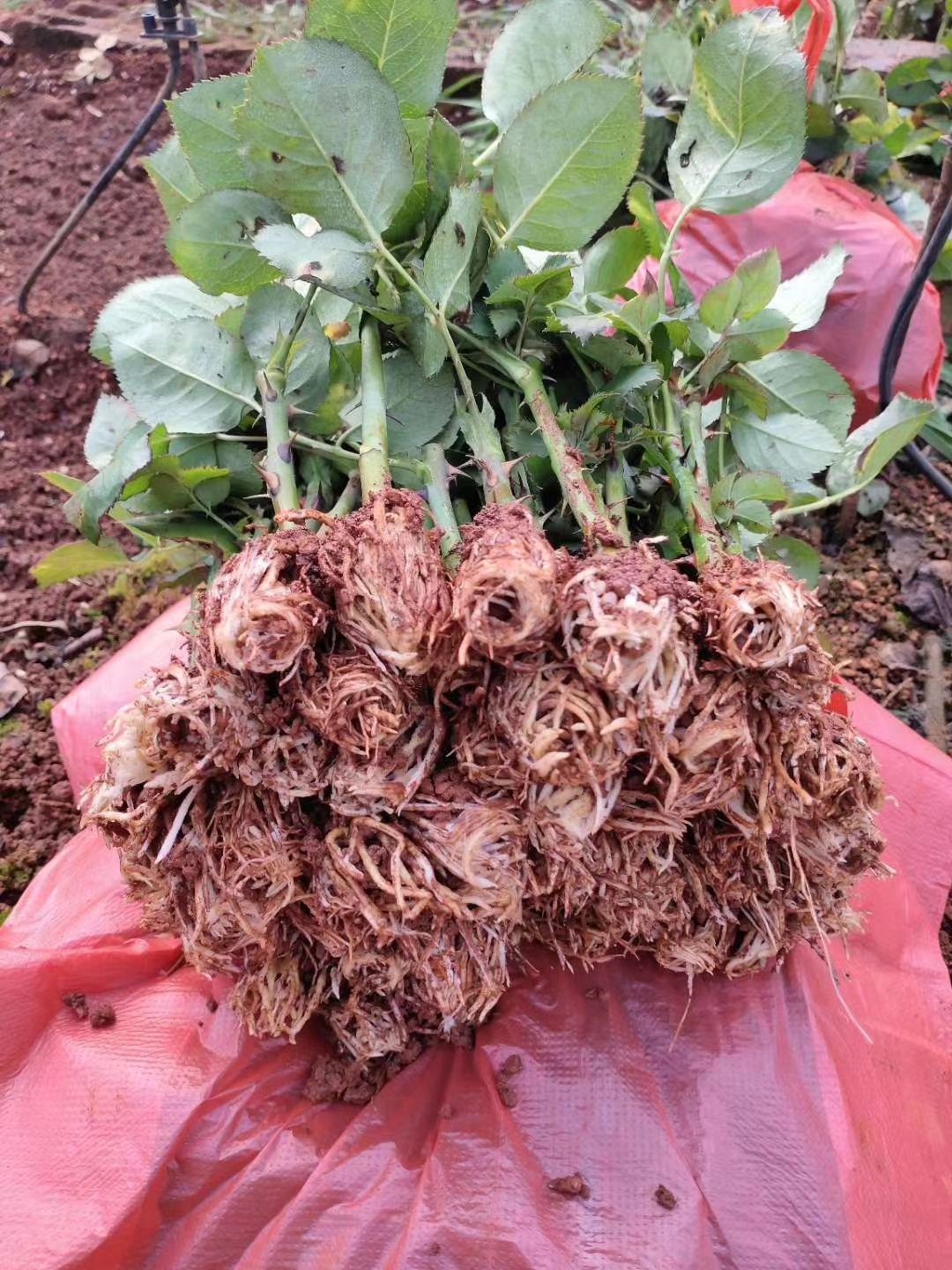 玫瑰苗  蝴蝶，花型非常漂亮，成活率高，
