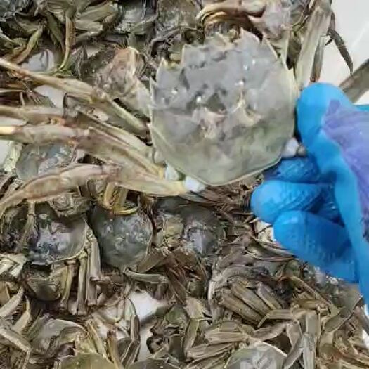 兴化市大闸蟹  螃蟹精品已上市欢迎预定