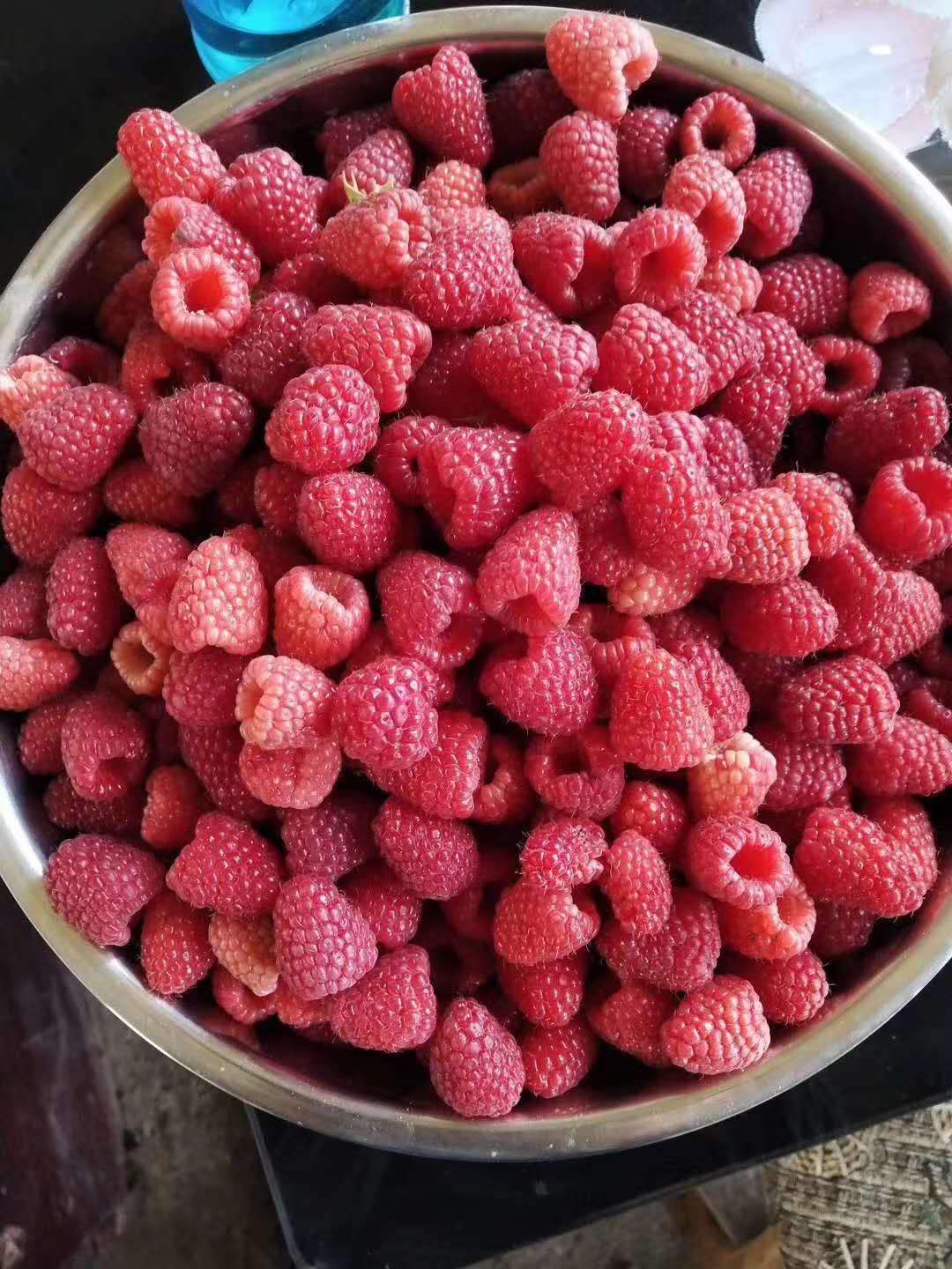 当年结果新品种优质双季红树莓苗一手货源