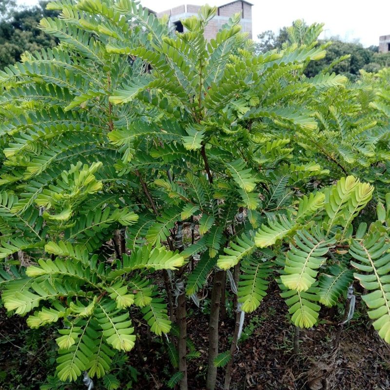 余甘果苗  新品种特大甜油甘果苗 水果树苗 余甘子四季二季开花二季结果包
