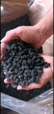 桑葚果脯  桑椹干，无沙无尘健康食品。