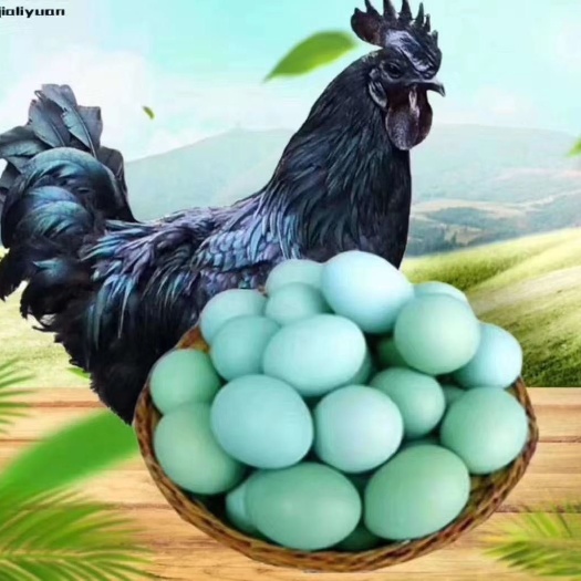 南宁五黑绿壳蛋蛋鸡苗
