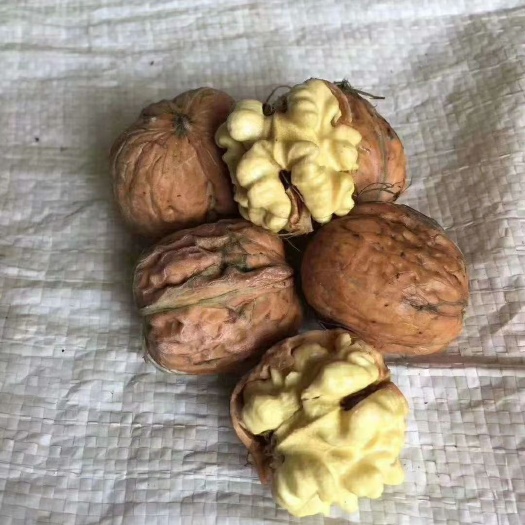 北京 鲜核桃