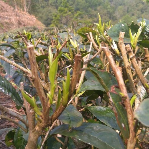 墨江县 农家普洱茶自产自销