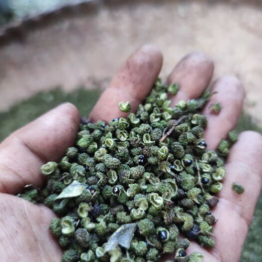 盐源县青花椒 特级 干花椒