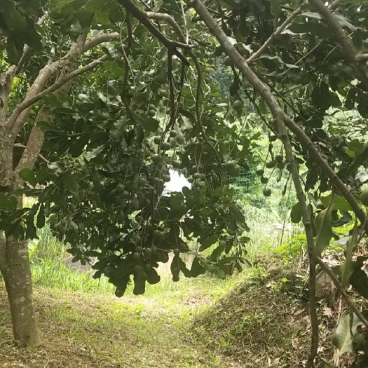 永德县 ，夏威夷果