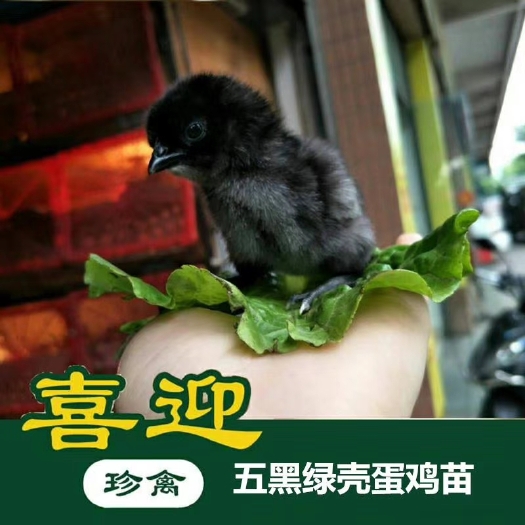 佛山绿壳鸡苗 五黑绿壳蛋鸡苗