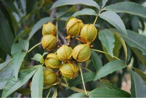 黄山山核桃  土产品