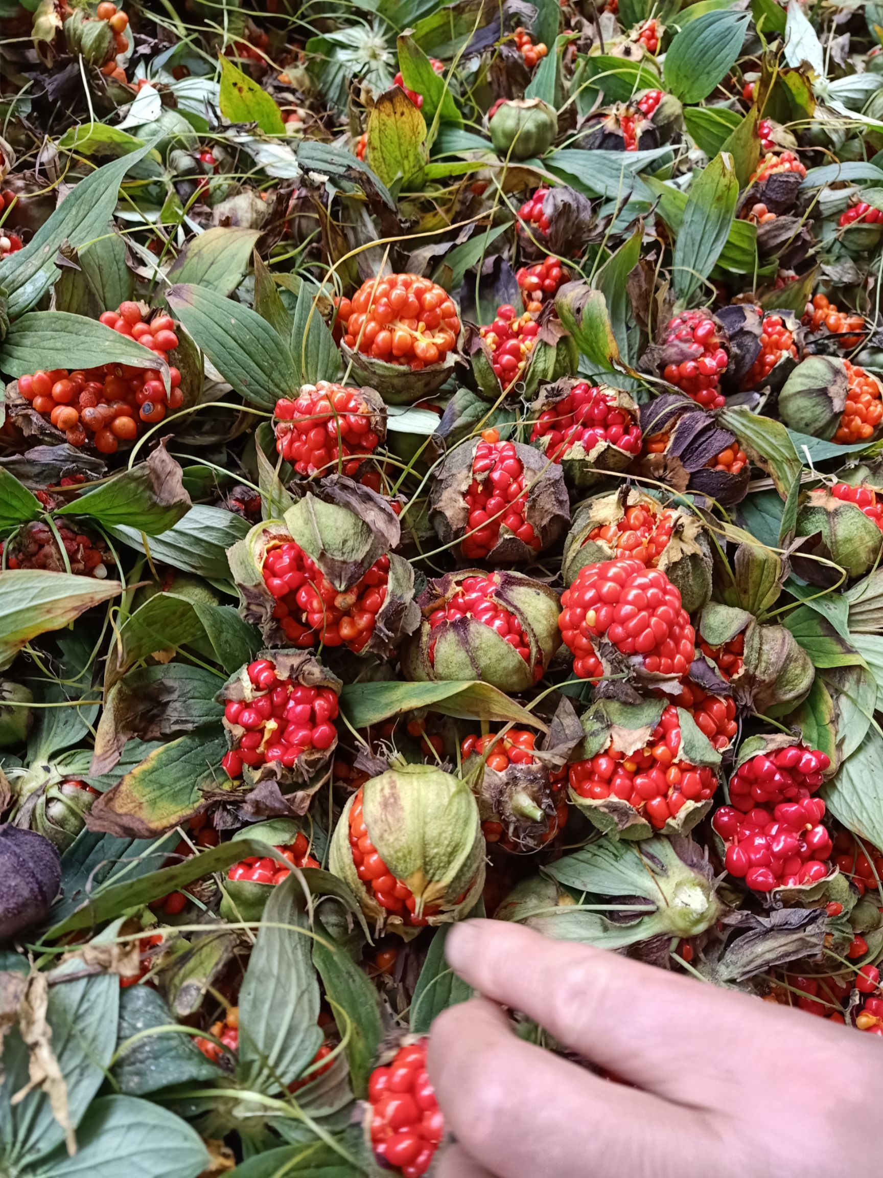 华重楼  重楼种子，自产自销，产地四川省雅安市石棉县