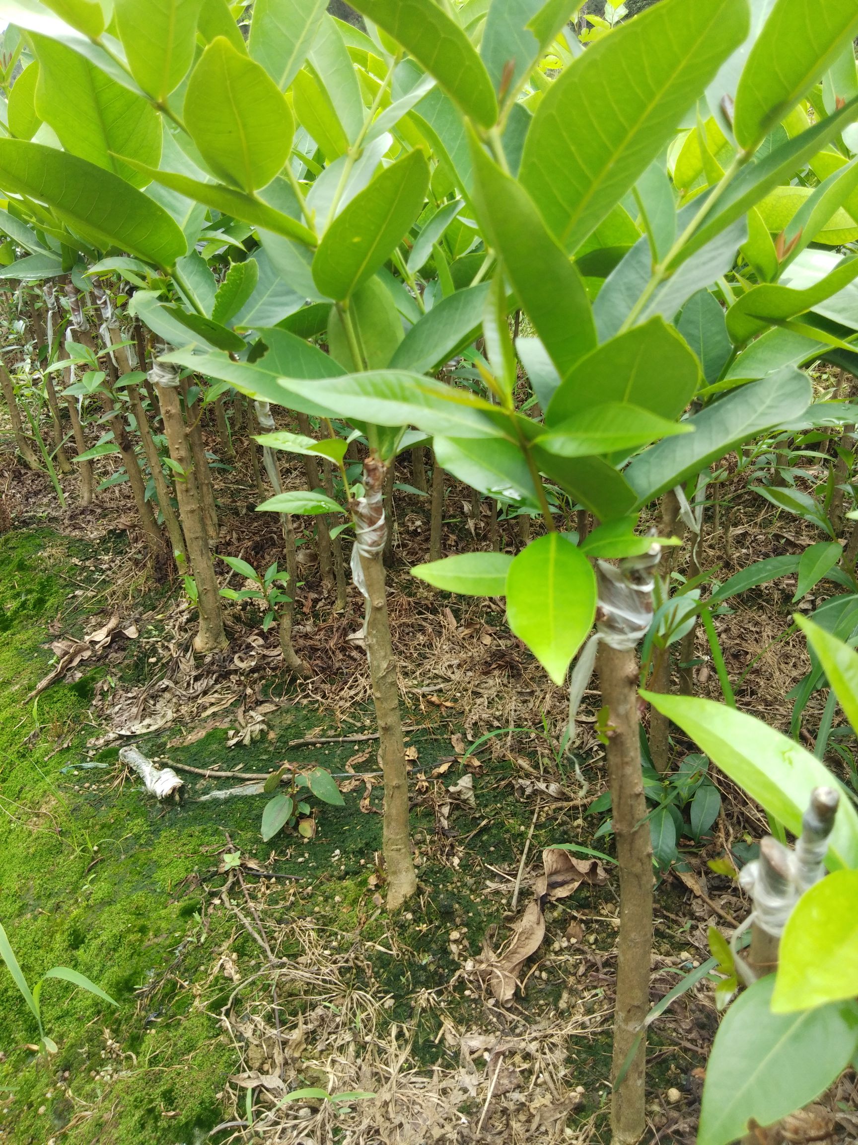 黑金刚莲雾苗