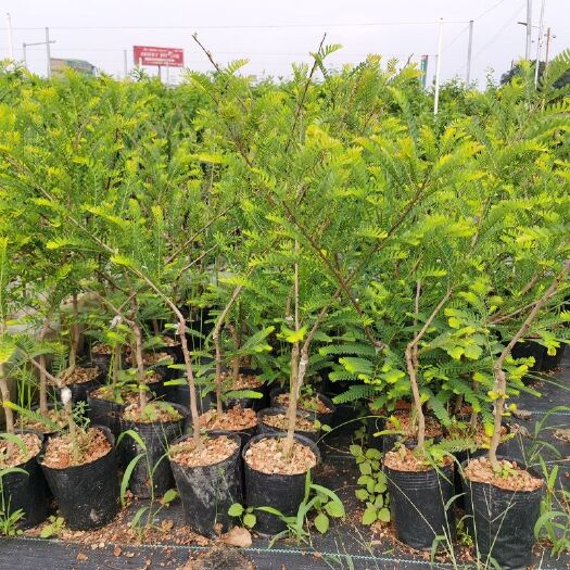 灵山县余甘果苗  新品种特大甜油甘果苗 水果树苗 余甘子四季二季开花二季结果包