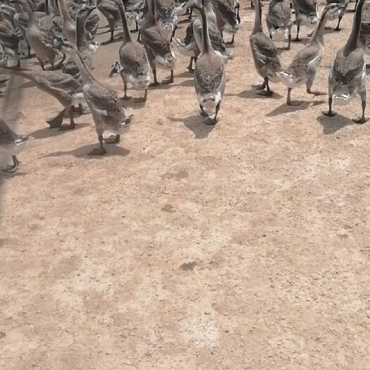 肇庆大量提供正品马岗鹅，