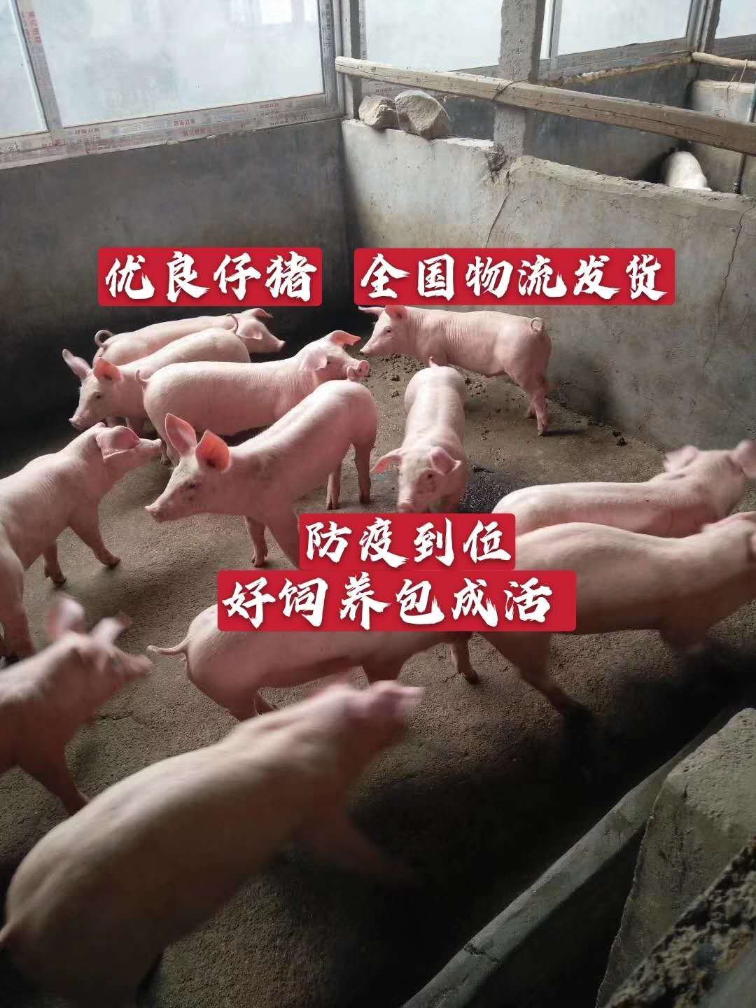 宁阳县优良三元仔猪猪场直供  好饲养  防疫到位  抗病能力强