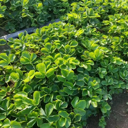 邓州市妙香3号草莓苗 大量供应草莓苗