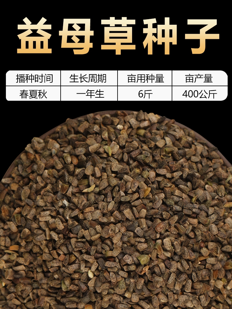 益母草种子，现货供应，保证质量
